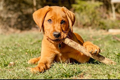 Auf den Hund gekommen